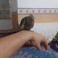 عروس هلندی فول دستی|پرنده|رامیان, |دیوار