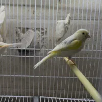 قناری ماده آماده