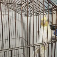 عروس هلندی|پرنده|لامرد, |دیوار