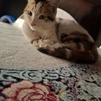 بچه گربه واگذاری رایگان