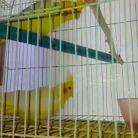 عروس مولد|پرنده|گنبد کاووس, |دیوار