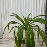 گیاه اشک ملکه ۹ ساله|گل و گیاه طبیعی|پرند, فاز ۶|دیوار