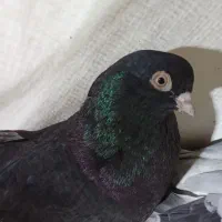 فروش یک جفت کبوتر سیاه آبادانی نوک سفید چشم سفید|پرنده|شاهین دژ, |دیوار