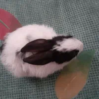 خرگوش سفید|موش و خرگوش|نسیمشهر, |دیوار