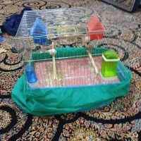 فنج|پرنده|کوهدشت, |دیوار