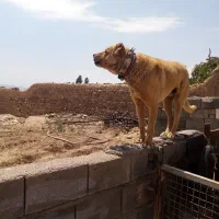 سگ گوسفندی|سگ|قوچان, |دیوار