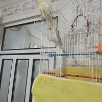 یک جفت عروس و یک عدد جوجه همراه قفس