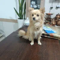 سگ پامر|سگ|پاکدشت, پاکدشت (مامازند)|دیوار