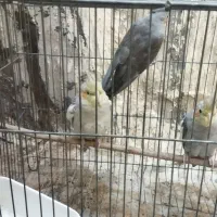 چهار تا عروس هلندی|پرنده|پلدشت, |دیوار