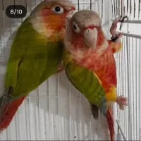 جفت ها گرینچیک مولد پایدردچیک|پرنده|تهران, افسریه شمالی|دیوار