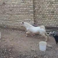 بزشیری عالی برای داشتی گوشتی|حیوانات مزرعه|خضر آباد, |دیوار