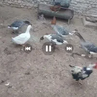 مرغابی ماده وقوغاز و غاز