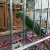 جوجه شاه طوطی نر حلقه پا دستی سخنگو استثنایی|پرنده|اصفهان, قائمیه|دیوار