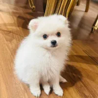 توله پامرانین خرسی یک گوله نمک