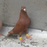 سرخ|پرنده|کارون, |دیوار