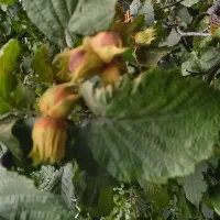 فروش-زمین-زراعی
