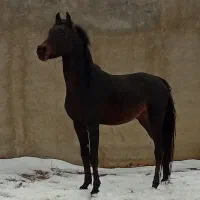 اسب دره شور