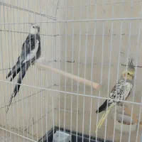 یک جفت عروس هلندی بالغ و کشیده|پرنده|کبودرآهنگ, |دیوار