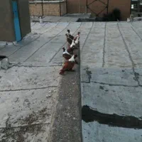 هفت عدد ککیلی اوچان