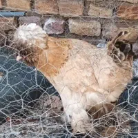 مرغ کاکلی و پاپری