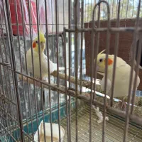 عروس هلندی مولد