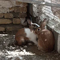 فروش یک جفت خرگوش سالم ۸۰۰