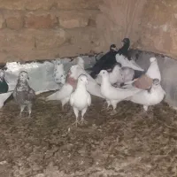 گرفتنی یجایی|پرنده|قم, نوبهار|دیوار