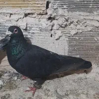 کفتر بوم|پرنده|تربت جام, کشتارگاه|دیوار