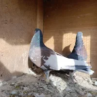 خوشرنگ یال افشون چاپی،طوقی همدانی|پرنده|لنجان, |دیوار