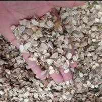 ضایعات تخمه هندوانه