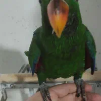 جوجه اکلکتوس|پرنده|بندر انزلی, نیمه شعبان|دیوار