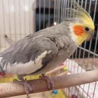 عروس هلندی|پرنده|قم, باغ شریفی|دیوار