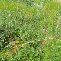 فروش آب چاه کشاورزی ابوسعدی (۵۰) دقیقه چاه بالا