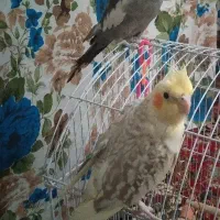 عروس هلندی معاوضه