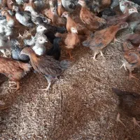 جوجه محلی|حیوانات مزرعه|مسجد سلیمان, |دیوار