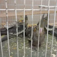 جوجه عروس|پرنده|بیرجند, |دیوار