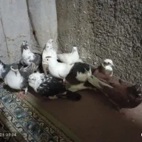 تک پرو دو رگ قاطی