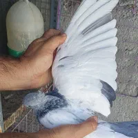 جفت سینه سبز|پرنده|شیراز, شهرک ترکان|دیوار