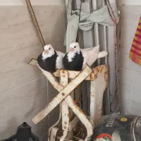 کفتر جوجه طوقی طوق سیاه