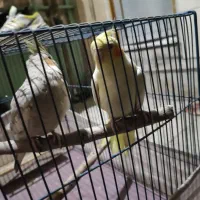 یک جفت عروس هلندی