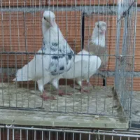 کبوتر رنگی