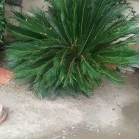 گل سیکاس طبیعی دارم درحد نو