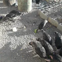 جوجه بوقلمون برنز ۵ ماهه|پرنده|بیرجند, |دیوار
