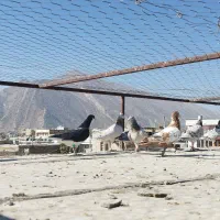 کفتر درجه یک روزگاری|پرنده|مرودشت, قانون|دیوار