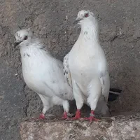 کبوتر