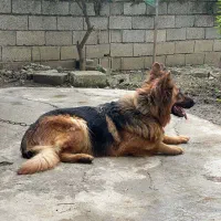 ژرمن شولاین ماده|سگ|رشت, پل تالشان|دیوار