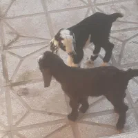 بزغاله دوعدد یکی نر یکی ماده سالم سرحال شیری