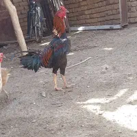 خروس لاری
