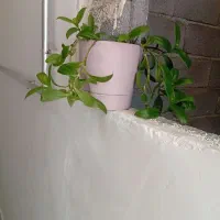 گل سرحال