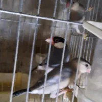 فنچ نرگسی مولد|پرنده|تهران, نگین غرب|دیوار